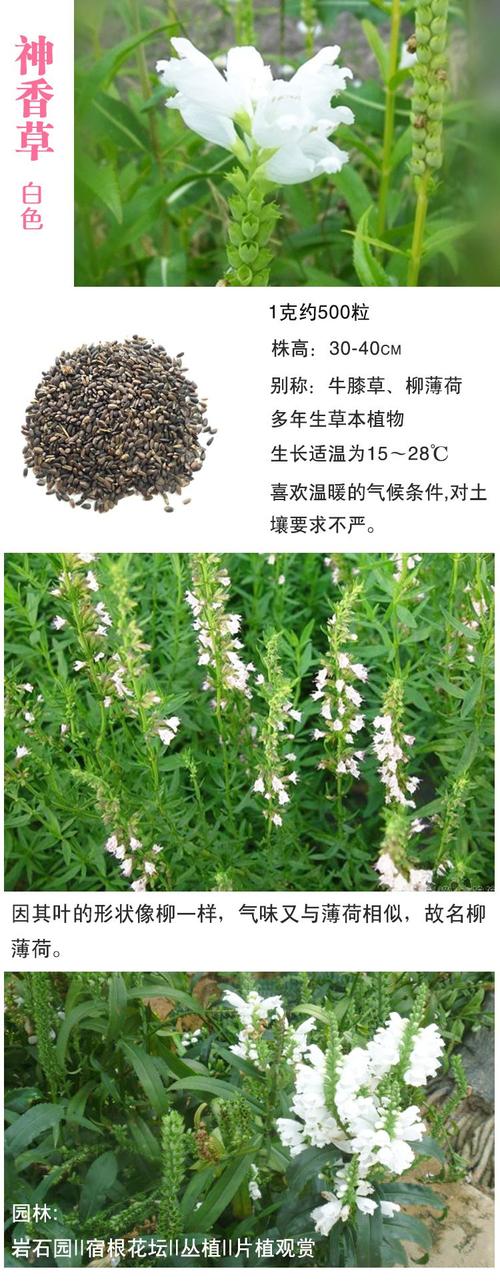 香草是什么草?如何种好香草?