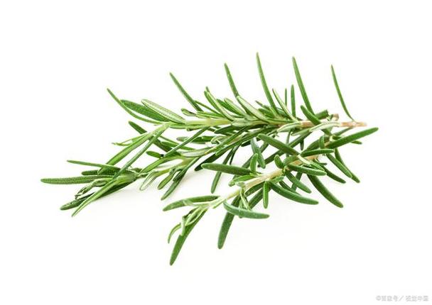 香草是什么