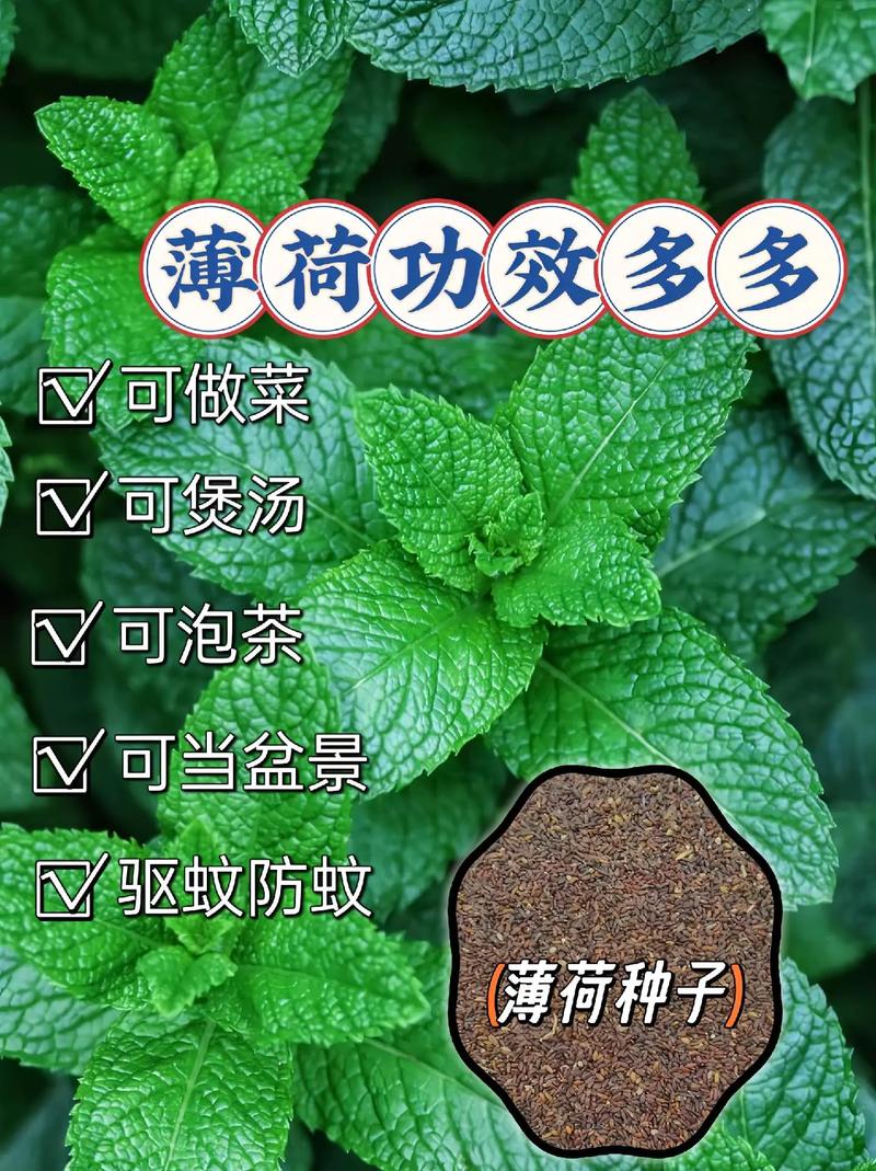 薄荷有多少种哪些薄荷不能吃?