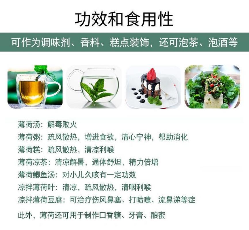 薄荷的种类有几种