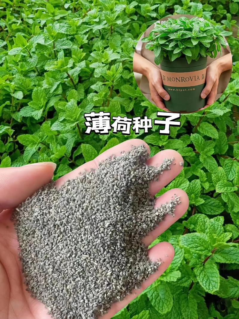 哪些薄荷不能食用