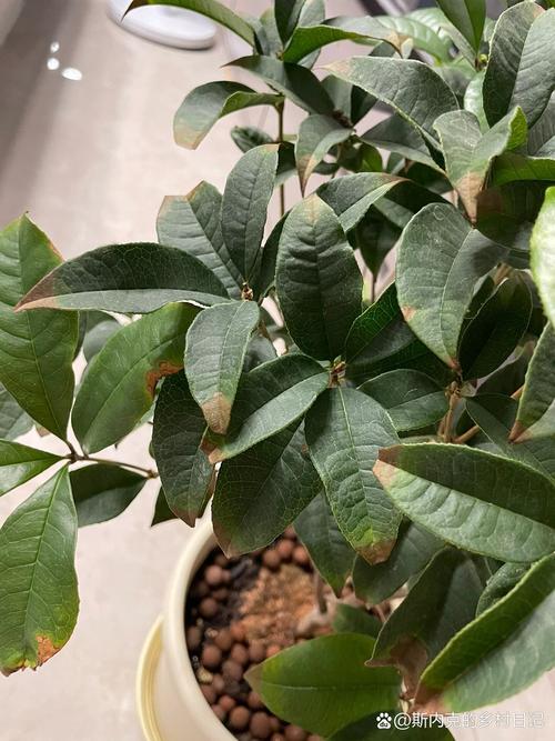 年前买了棵桂花树,不知道怎么回事,现在叶子一碰就掉。