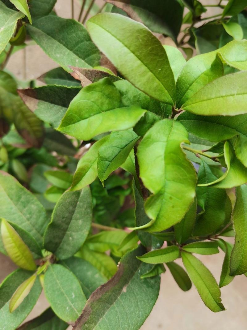 我的桂花树叶子总掉,叶子并没有变黄,