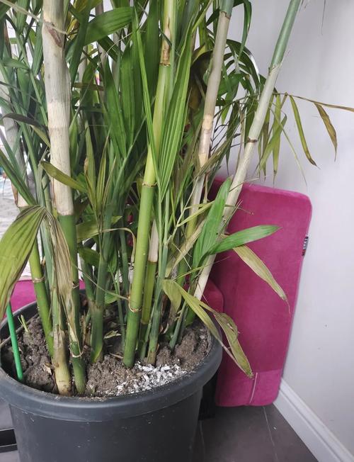夏威夷椰子怎么养