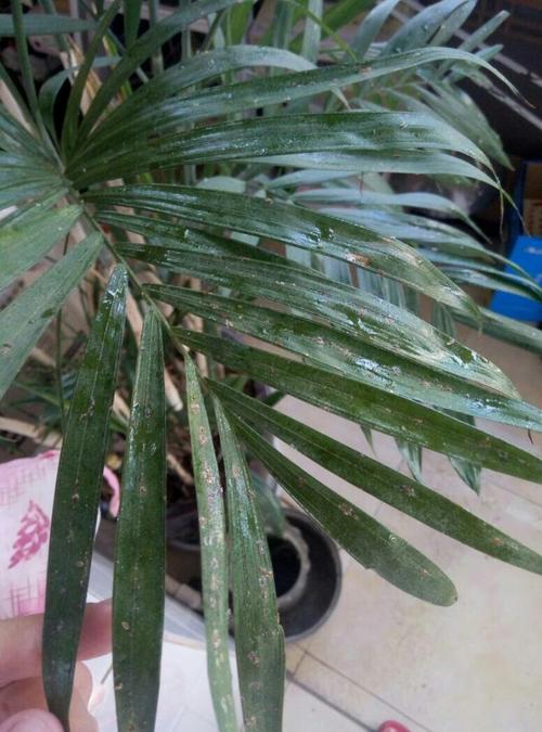 夏威夷椰子病虫害防治