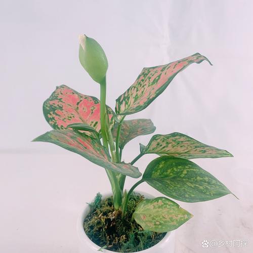 如意皇后开花预兆着什么吗?如意皇后叶子发蔫要怎么处理?