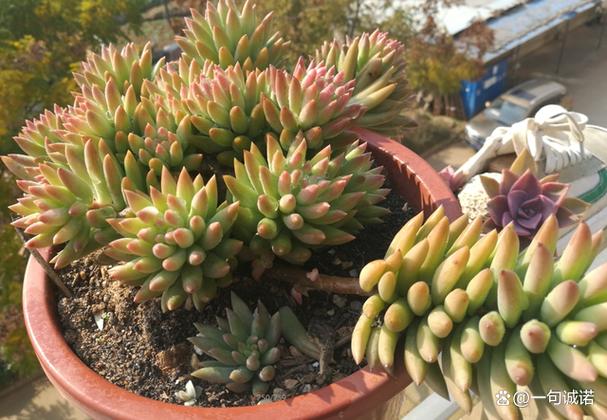 多肉植物千佛手,养了一个月,叶子都变黄掉了,怎么回事?