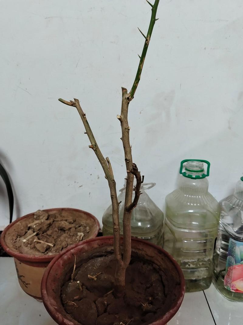佛手叶子掉光了怎么办,叶子掉光的原因