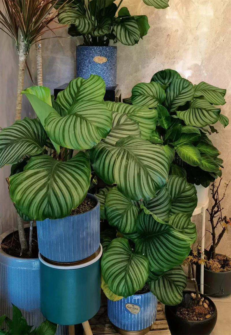 圆叶竹芋有毒吗