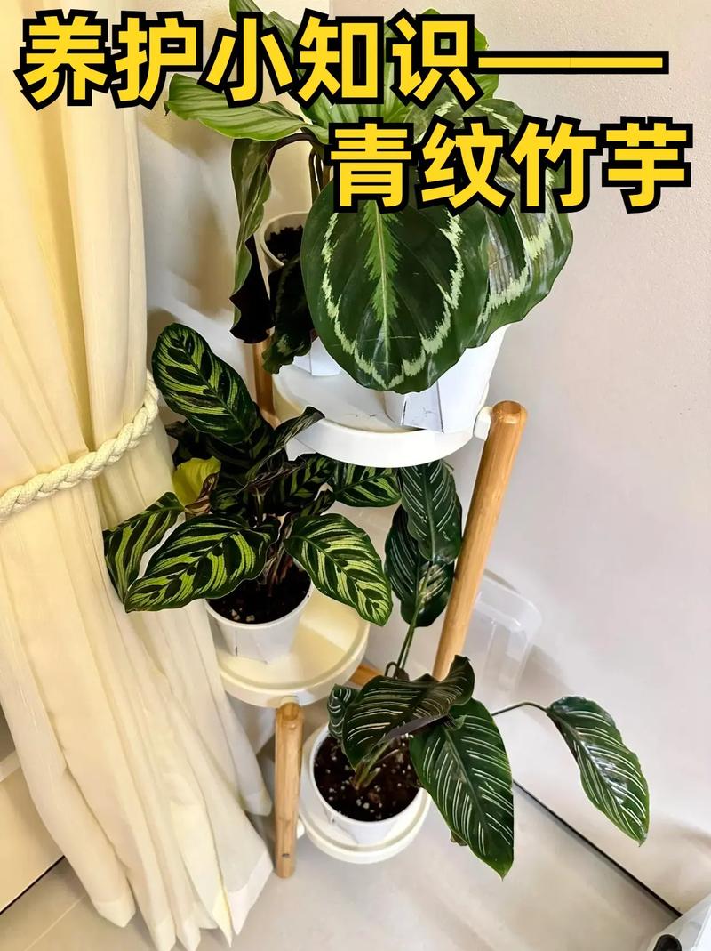 圆叶竹芋的养殖方法