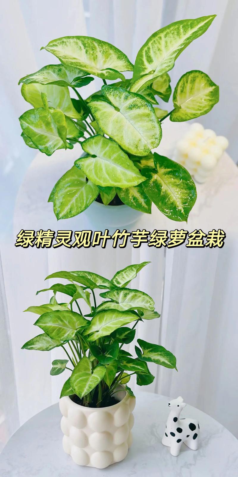 圆叶竹芋的主要价值