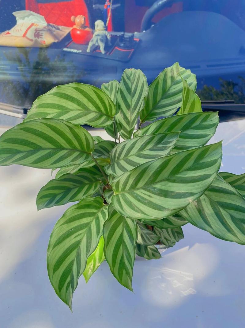 圆叶竹芋的介绍