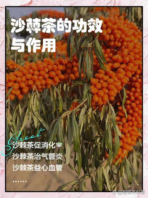 沙棘茶的功效与作用什么人不可以喝沙棘茶