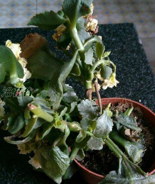 长寿花冻了还能活吗