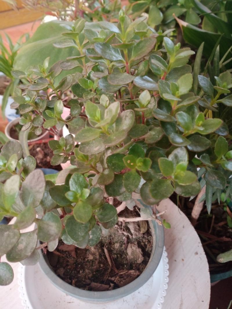 长寿花受冻了怎么办