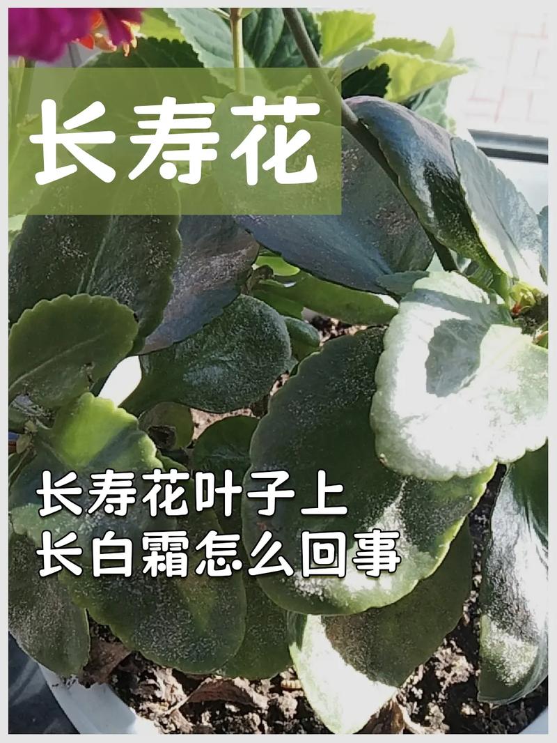 长寿花被冻熟了怎么办全都凋谢了