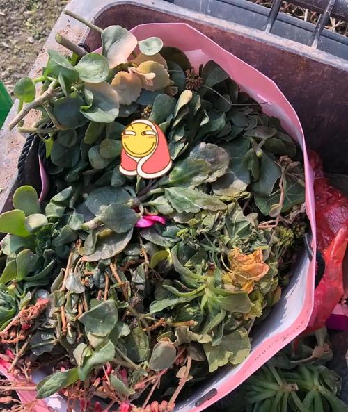 长寿花被霜冻了还能活吗