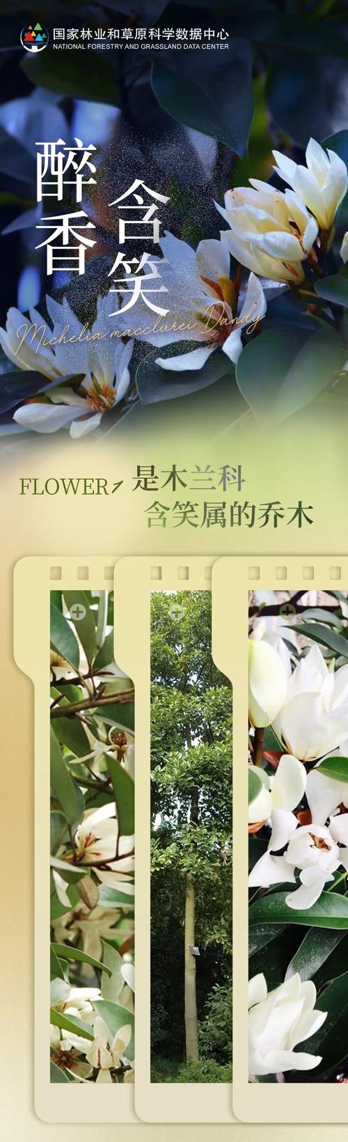 醉香含笑是啥意思?