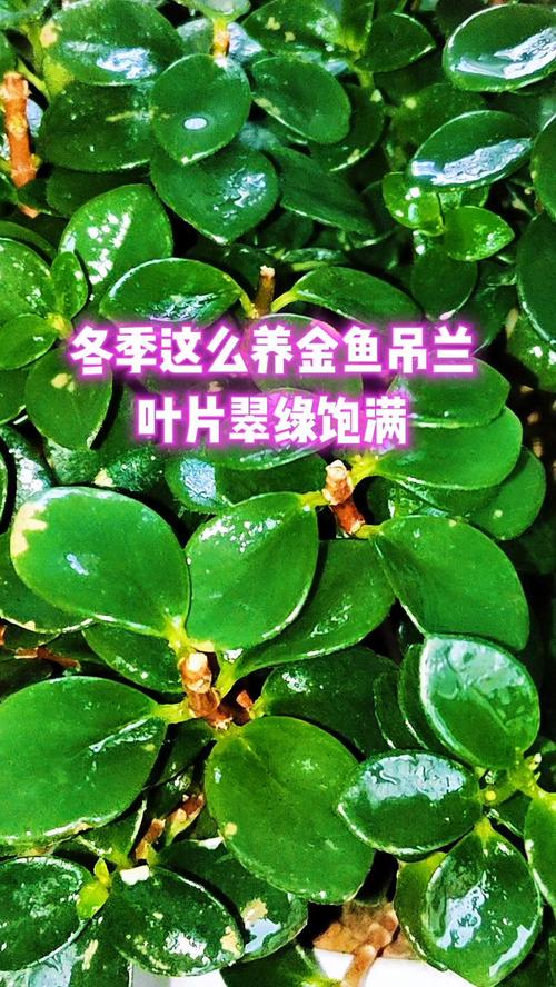 冬天如何养金鱼和吊兰它们能在户外过冬吗?