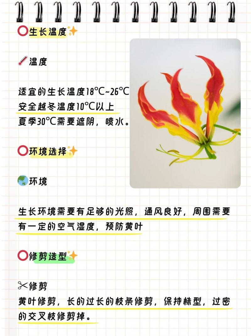 金鱼吊兰冬天怎么养
