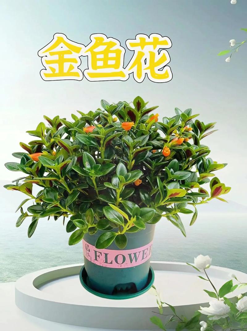 金鱼吊兰冬天怎么养才开花