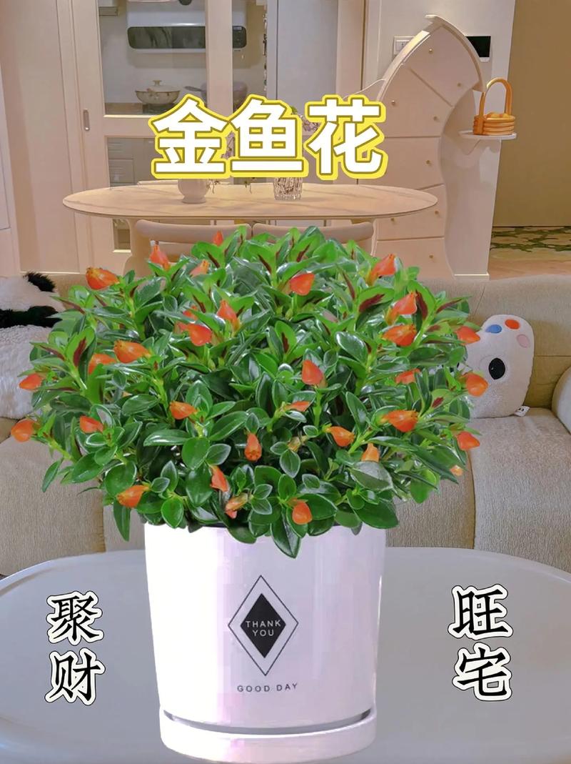 金鱼吊兰冬季怎么养