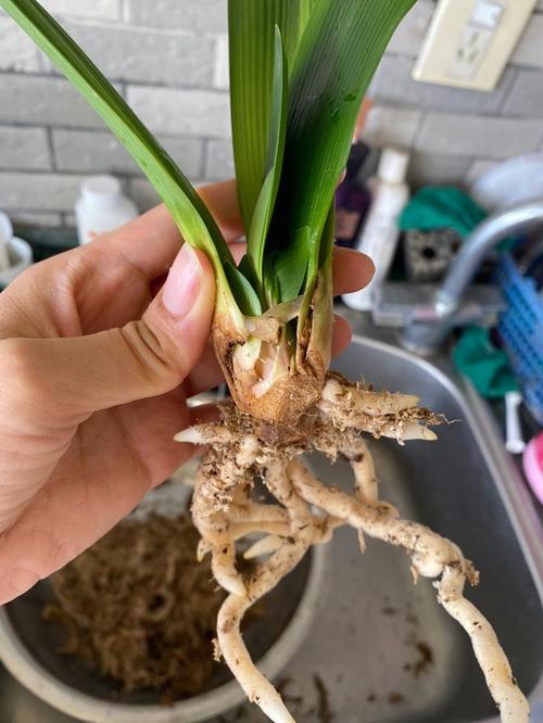 根部腐烂的君子兰多肉植物扔进水里疯了!