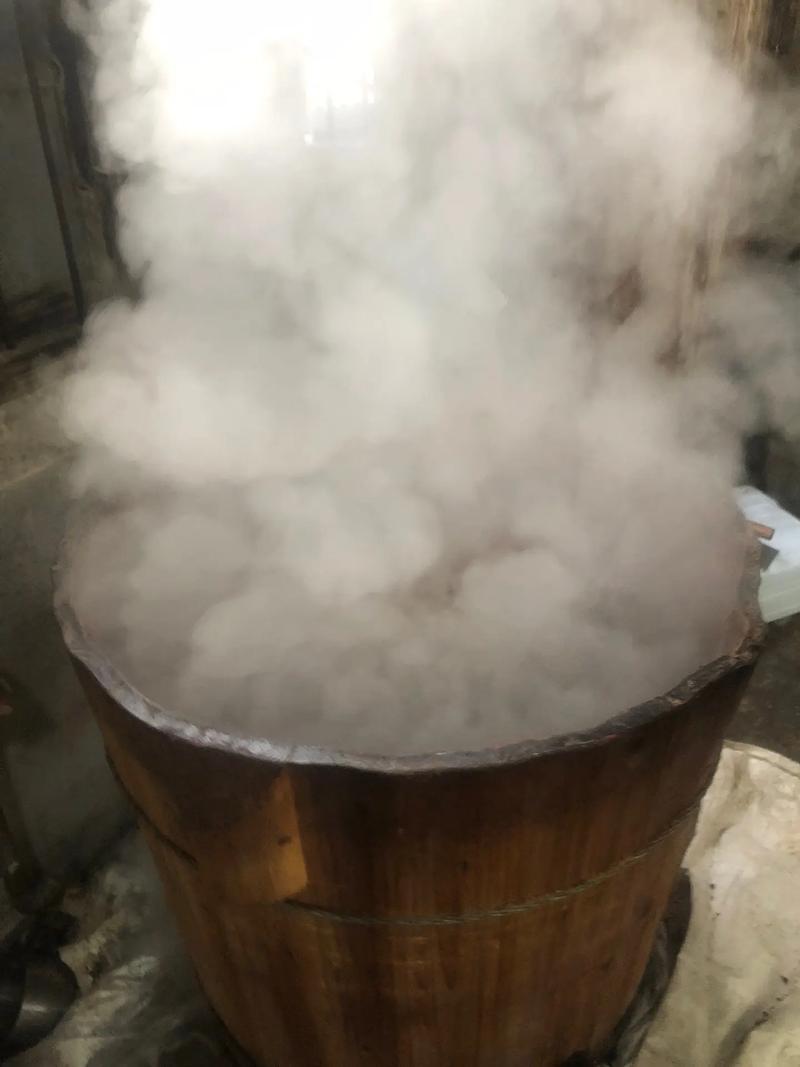 茶油树什么品种好