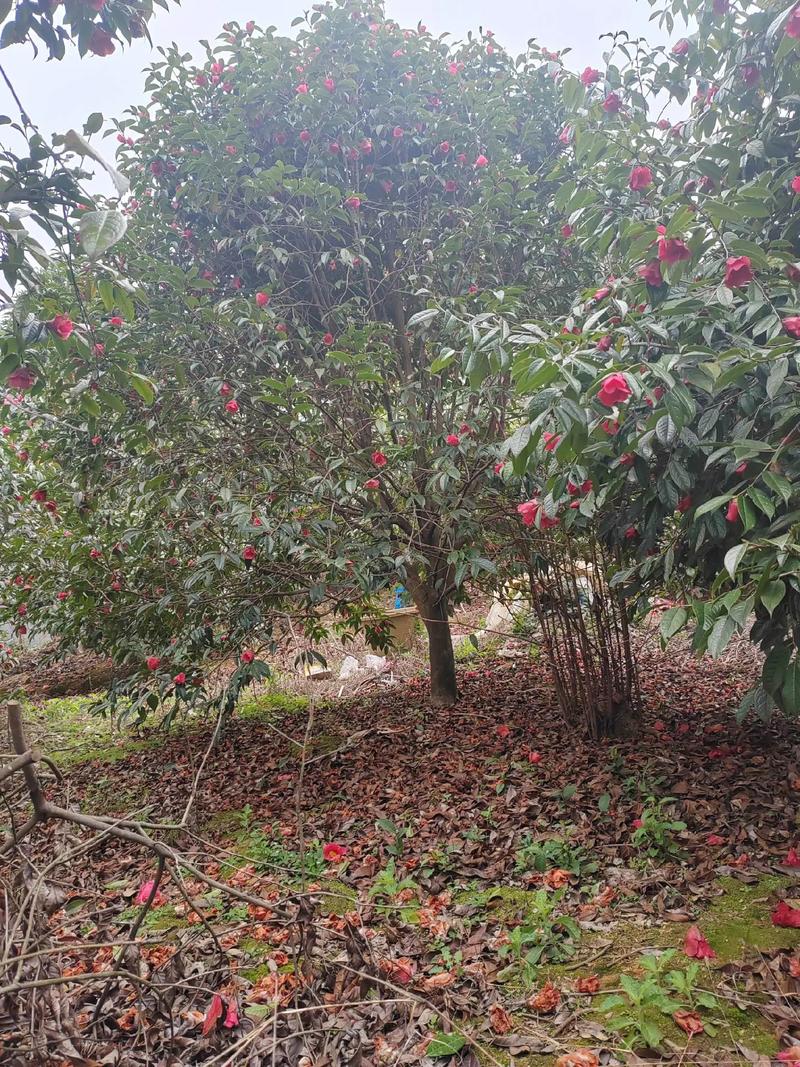 油茶树什么品种好?
