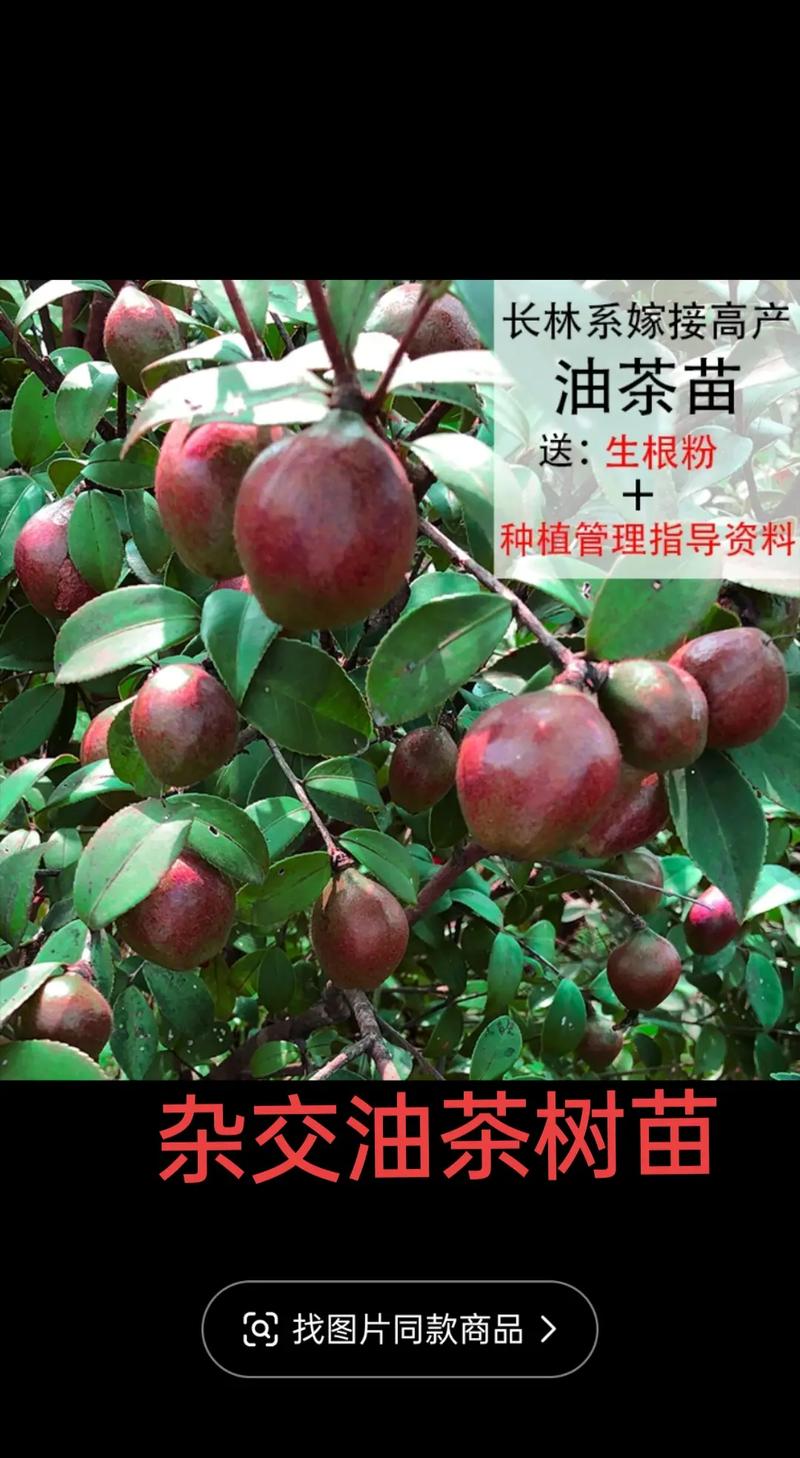 哪个油茶品种好