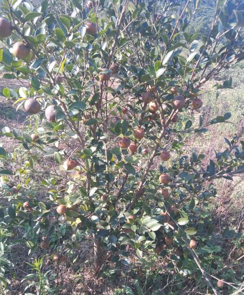 近来油茶树比较好的品种