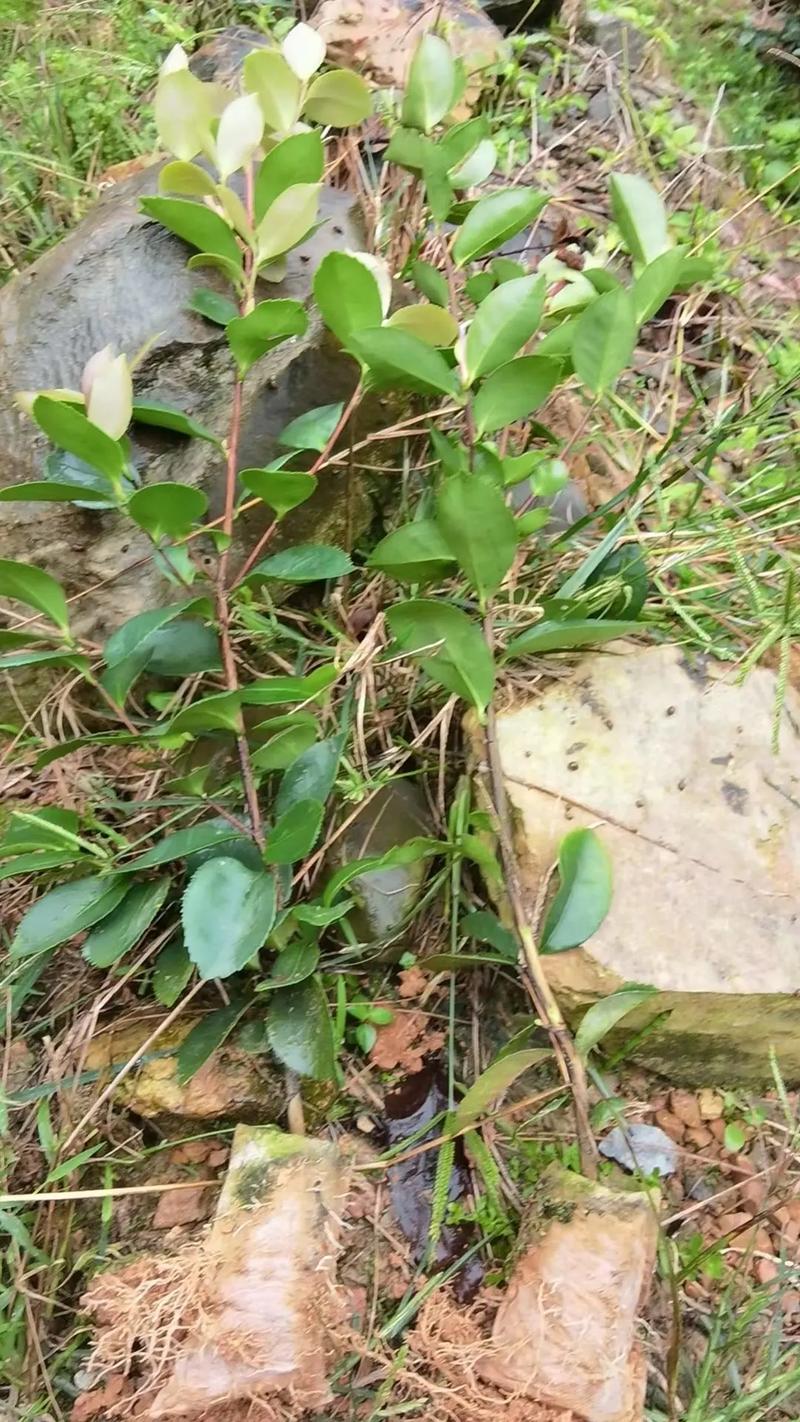 油茶树苗什么品种好