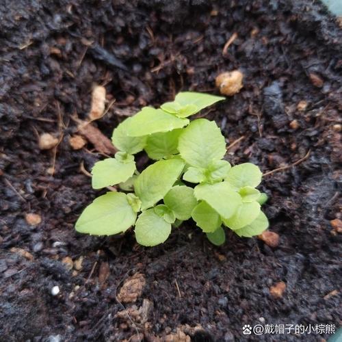 桔梗花叶子黄是怎么回事