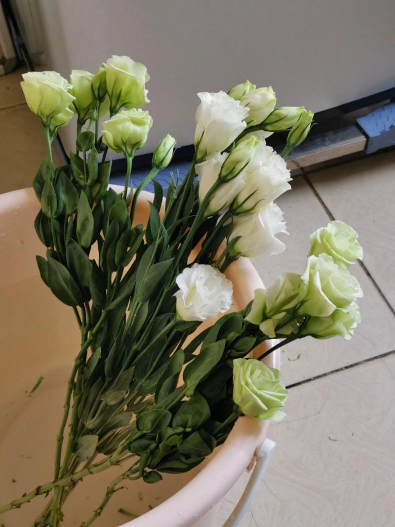 桔梗烂根了怎么办
