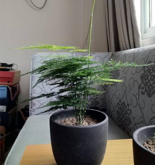 文竹怎么养才能抽新芽,四种解决方法让你的文竹疯长