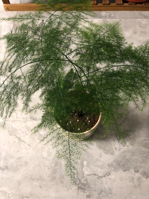 文竹不长新枝怎么办