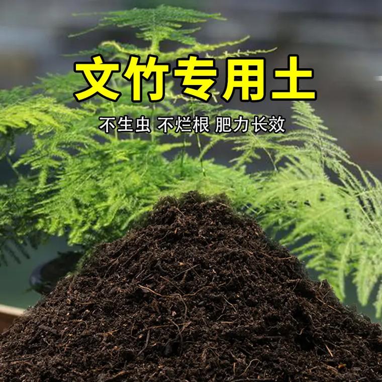 怎样让文竹长的又绿又茂盛