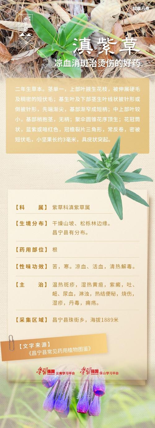中草药:紫杉的功效与作用