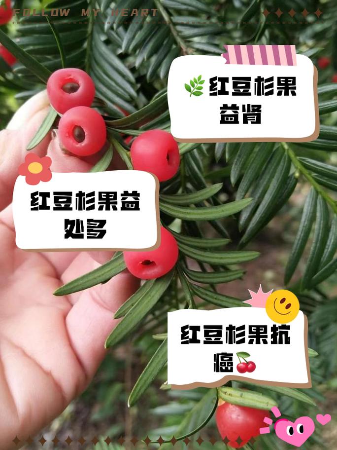 红豆杉果实的功效与作用