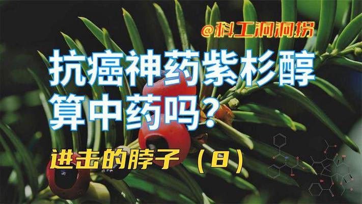 紫杉的药用功能