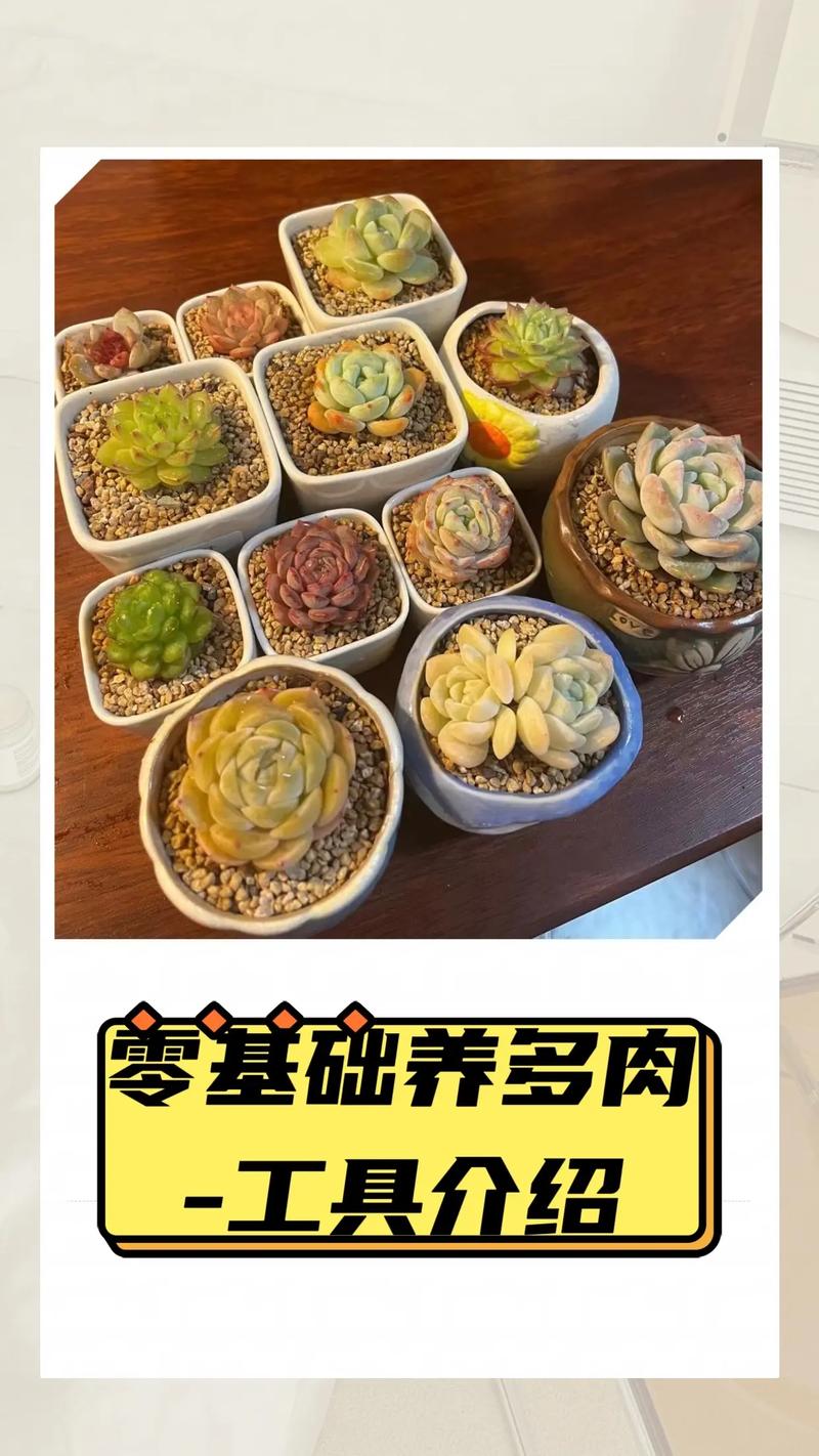 多肉植物怎么种？多肉植物怎么种植和日常打理？