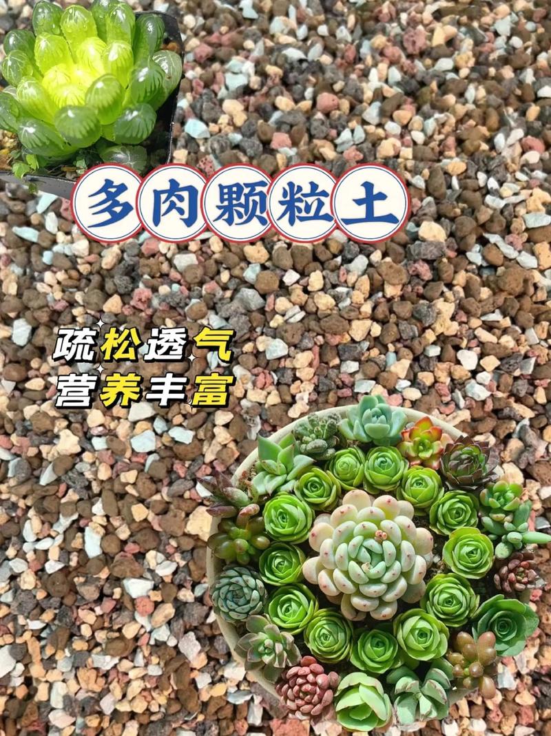 多肉植物怎么种植步骤