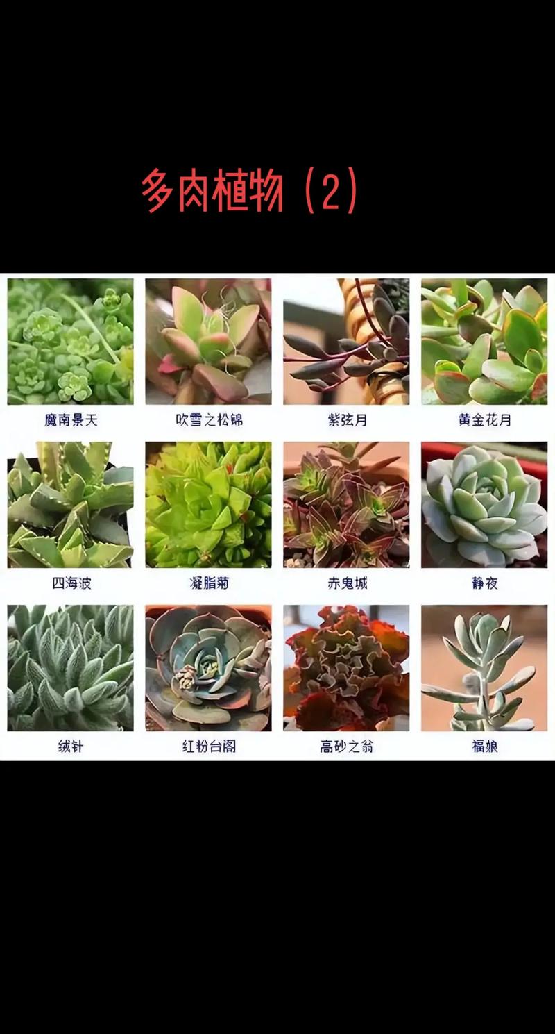 多肉怎么种植呢
