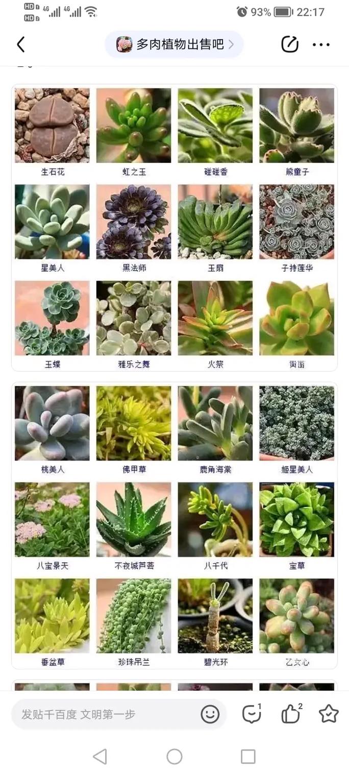 多肉植物怎么播种?