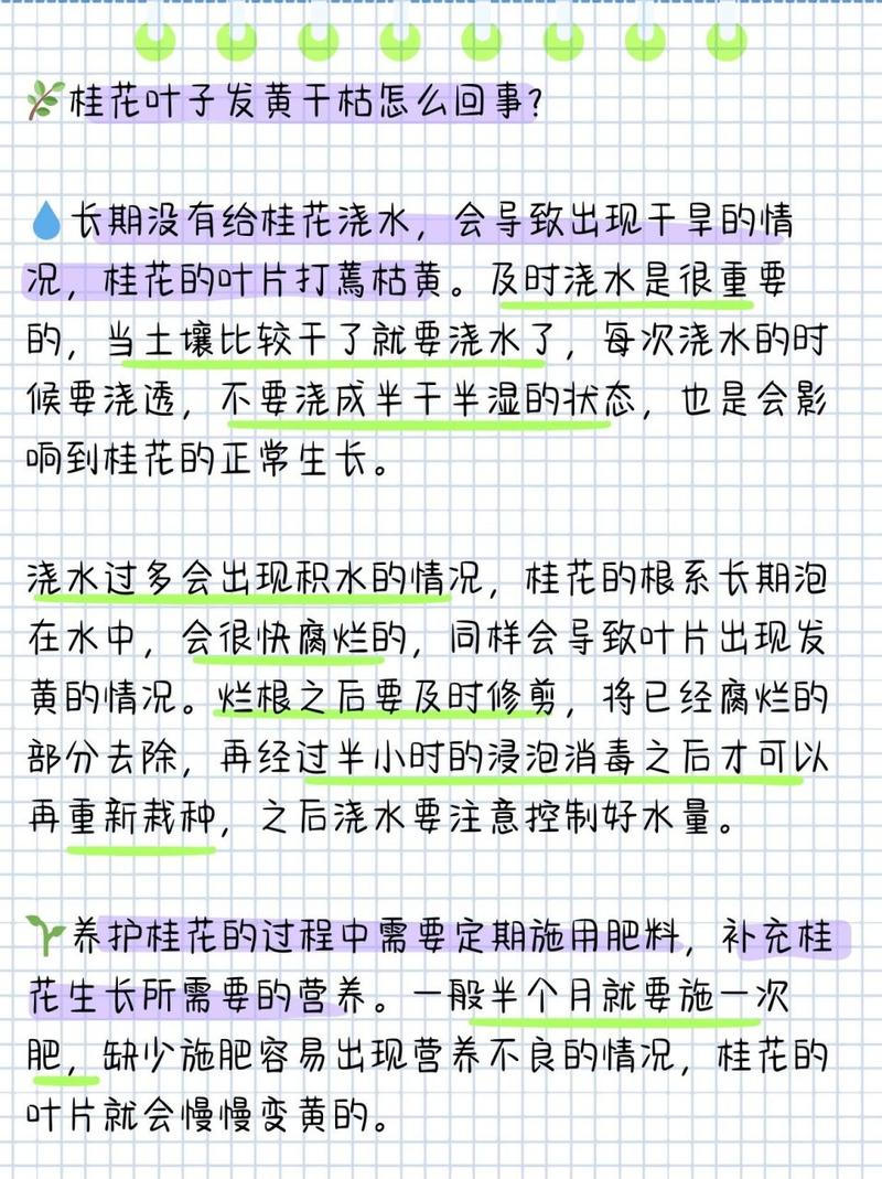 桂花树干叶是什么原因，桂花树干叶原因和解决方法？