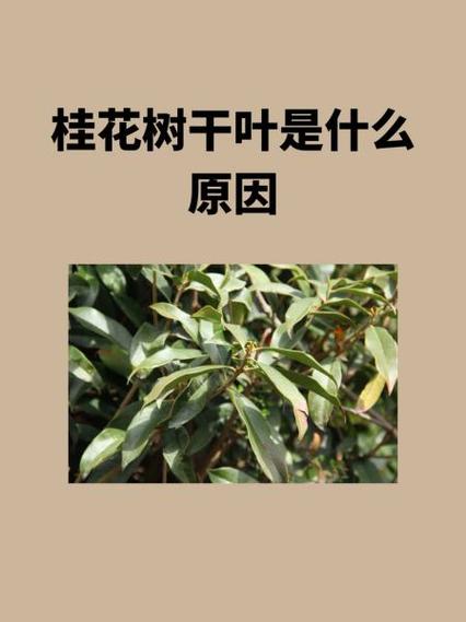 桂花树干叶是什么原因