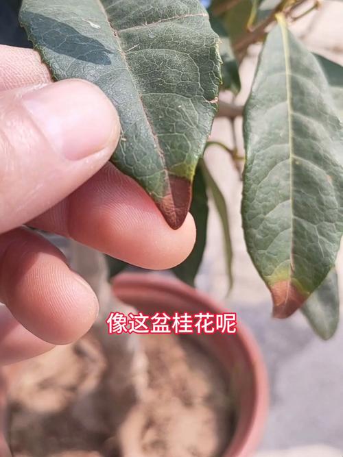 桂花慢慢干叶什么原因?