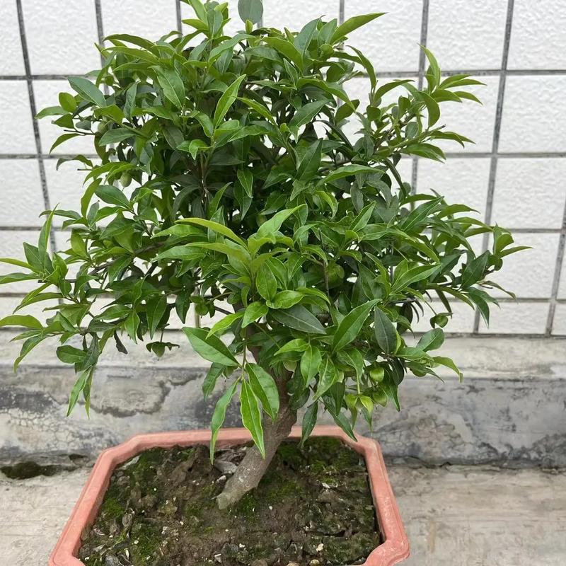 代代的养殖方法