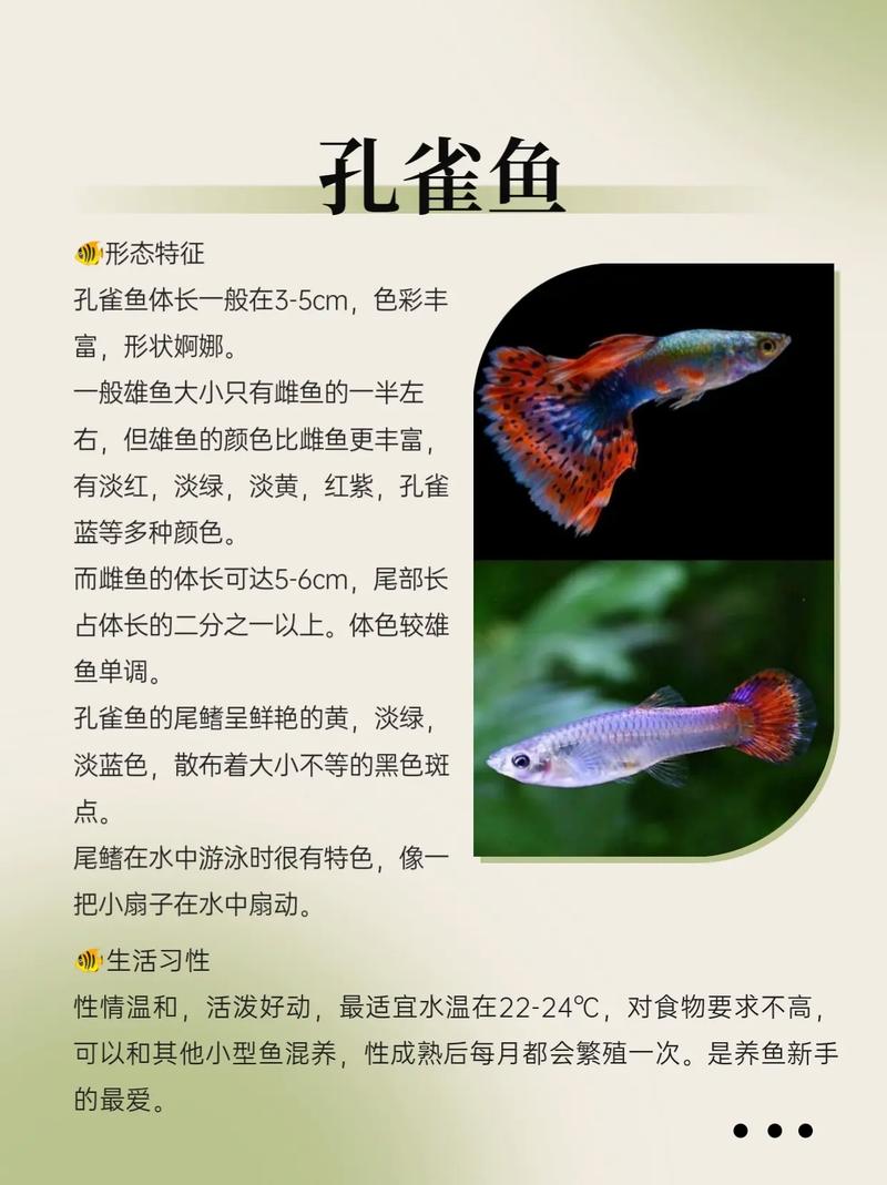 热带鱼怎么养?