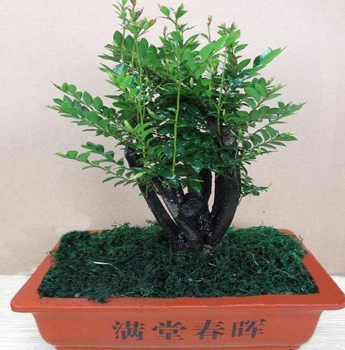 盆栽大叶紫檀如何养